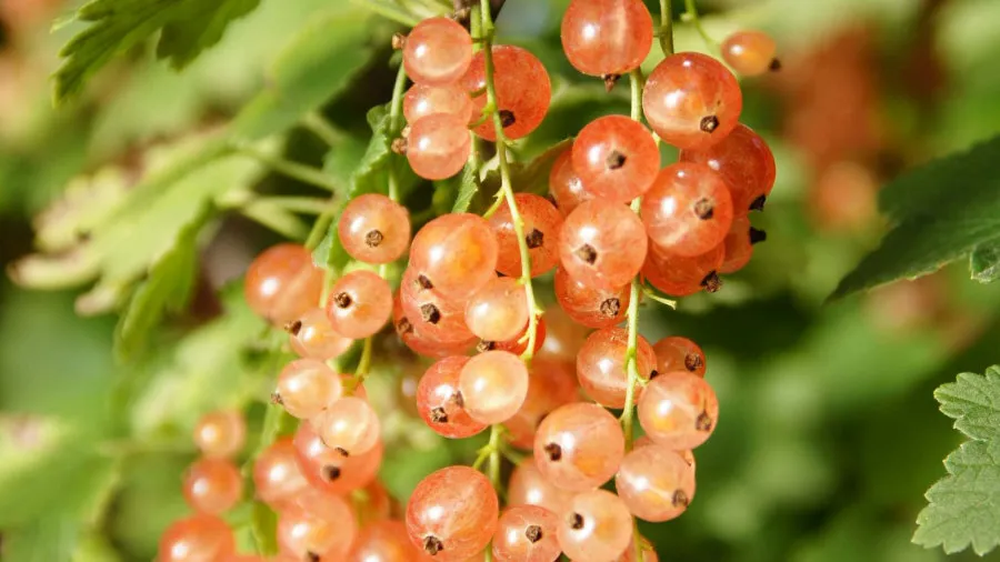 Krzewiński vivaio di bacche all'ingrosso 04