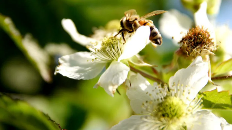 Krzewiński vivaio di bacche all'ingrosso 07