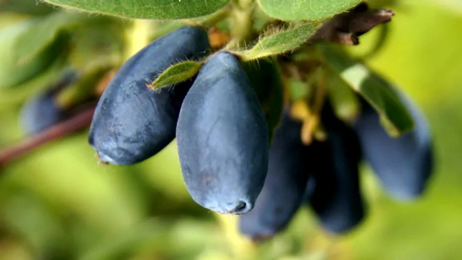 Krzewiński vivaio di bacche all'ingrosso 10