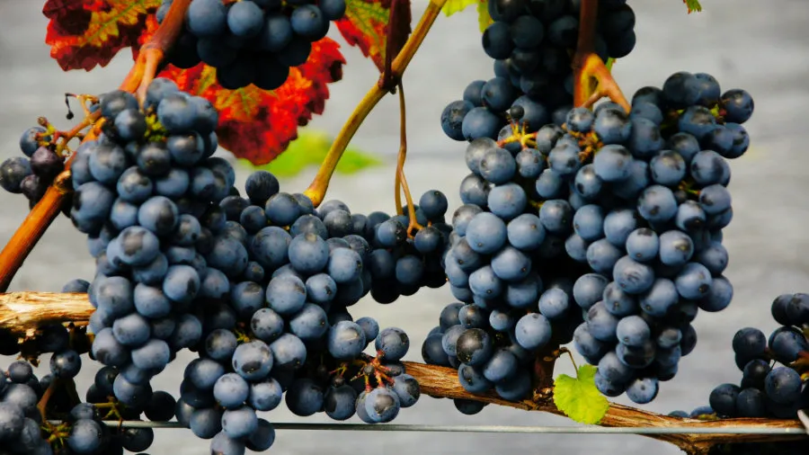 Grappoli di uva scura