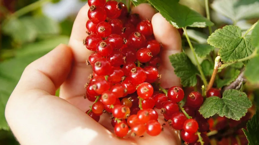 Raccolta dei ribes rossi dal cespuglio
