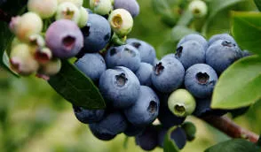 Krzewiński vivaio di bacche all'ingrosso - img 01