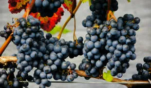 Krzewiński bacca cespuglio vivaio all'ingrosso - img 06