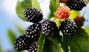 Krzewiński vivaio di bacche all'ingrosso - img 09