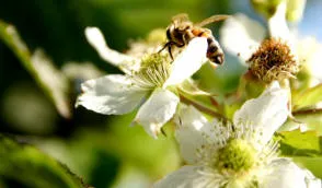 Krzewiński vivaio di bacche all'ingrosso - img 12