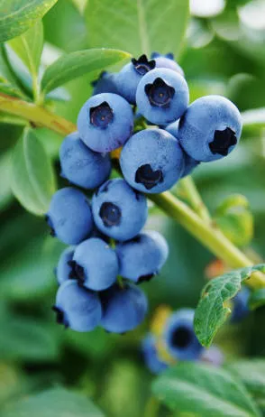 Krzewiński bacca cespuglio vivaio all'ingrosso - img 13