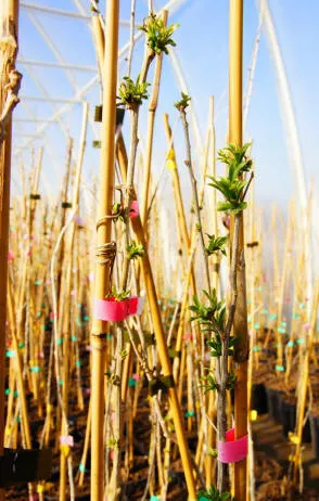 Krzewiński vivaio di bacche all'ingrosso - img 14