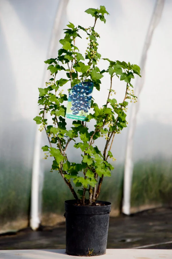 Piante di ribes per giardino e piantagione